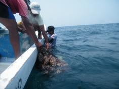 3 people fishing for sea cucumbers