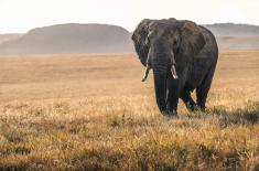 Elephant walking across grassy landscape