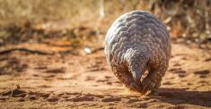 Pangolin walking in the sunlight